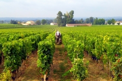 Wine and Bike tour around Saint-Emilion