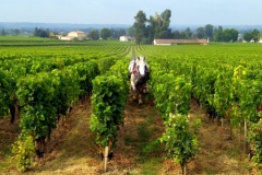 Wine and Bike tour around Saint-Emilion