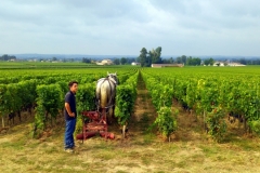 Wine and Bike tour around Saint-Emilion