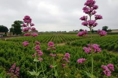 Wine and Bike tour around Saint-Emilion