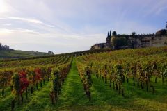 Bike and wine tour in Saint-Emilion