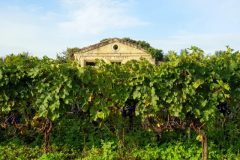 Bike and wine tour in Saint-Emilion