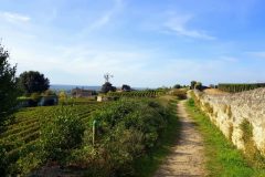 Bike and wine tour in Saint-Emilion