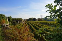 Bike and wine tour in Saint-Emilion