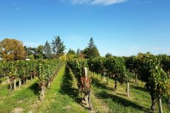 Bike and wine tour in Saint-Emilion