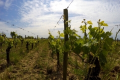 Wine and Bike tour around Saint-Emilion