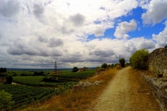 Wine and Bike tour around Saint-Emilion