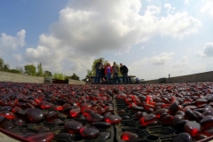 Wine and Bike tour around Saint-Emilion