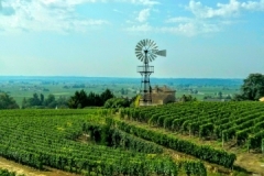 Tours guidés à vélo à Saint Emilion