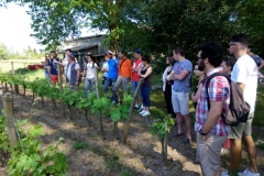 Découverte du vignoble à Pessac Leognan